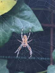 Araneus diadematus