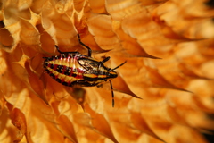 Agonoscelis longirostris