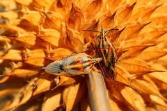 Agonoscelis longirostris