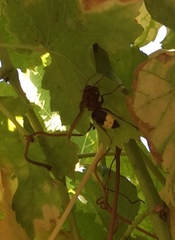 Vespa orientalis