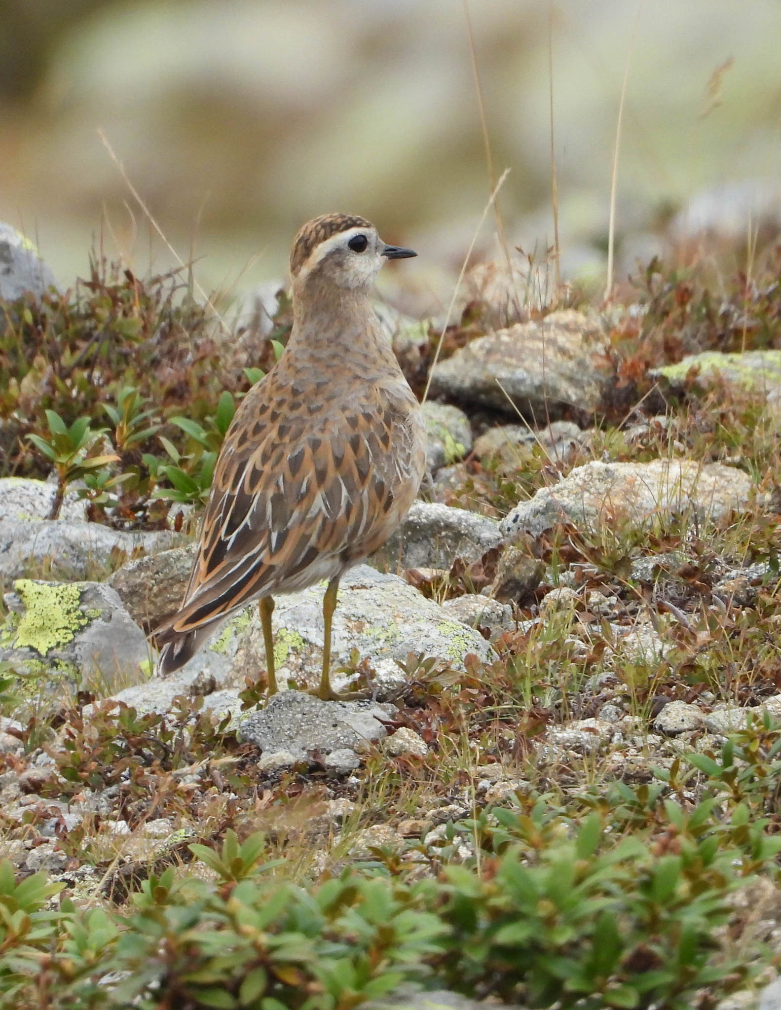 Eurasian Dotterel