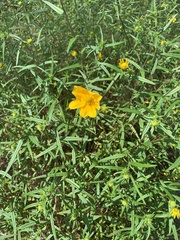Helianthus porteri