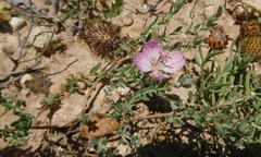 Oenothera canescens