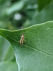 Campyloneura virgula
