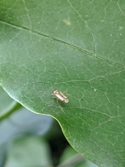Campyloneura virgula
