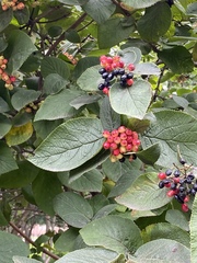 Viburnum lantana