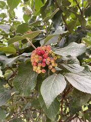 Viburnum lantana
