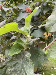 Viburnum lantana