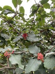 Viburnum lantana