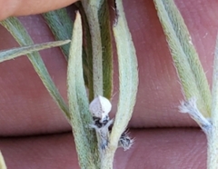 Lithospermum incisum