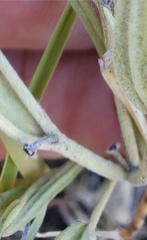 Lithospermum incisum