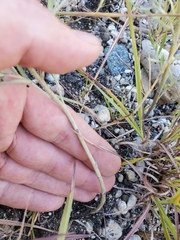 Lithospermum incisum