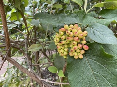 Viburnum lantana