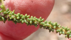Selago glomerata