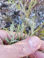 Lithospermum incisum