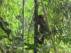 Alouatta guariba