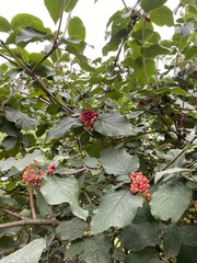 Viburnum lantana