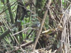 Dysithamnus mentalis