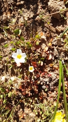 Oxalis dregei