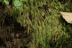 Plagiothecium denticulatum