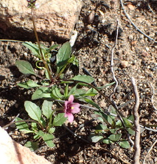 Diascia maculata