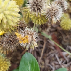 Asteraceae