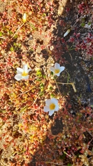 Oxalis dregei