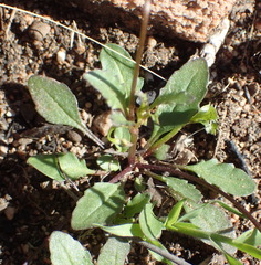 Diascia maculata