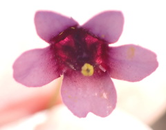 Diascia maculata