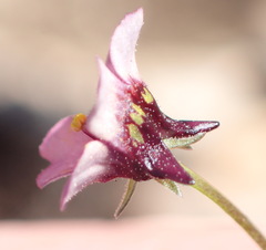 Diascia maculata