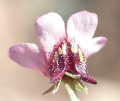 Diascia maculata