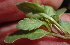 Diascia maculata