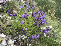 Dracocephalum peregrinum