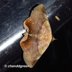 Psimada quadripennis