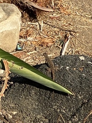 Sceloporus occidentalis