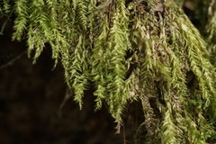 Plagiothecium denticulatum