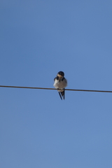 Hirundo aethiopica