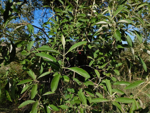Buddleja parviflora (Buddleja parviflora)