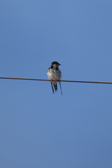 Hirundo aethiopica