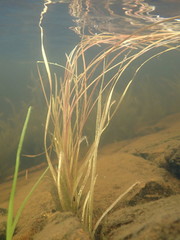 Sparganium angustifolium