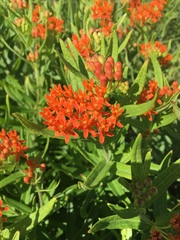 Asclepias tuberosa interior