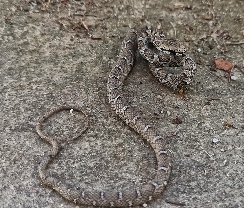 Cope's Tropical Racer, Mastigodryas pulchriceps