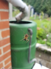 Araneus diadematus