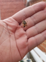 Araneus diadematus