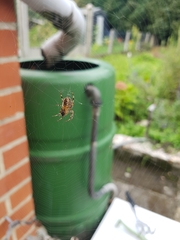 Araneus diadematus