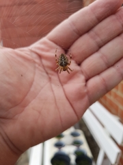 Araneus diadematus