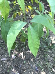 Crateva adansonii formosensis