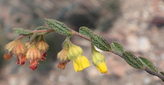 Hermannia decipiens