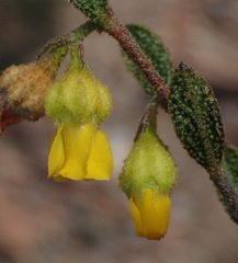 Hermannia decipiens