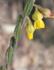 Hermannia decipiens